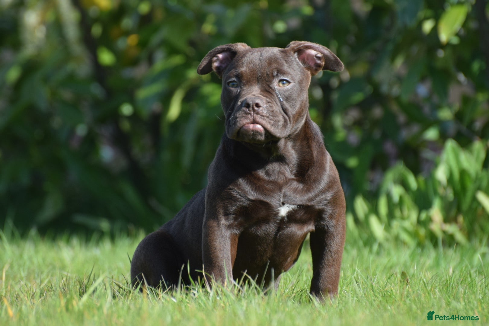 Old Tyme Bulldog dogs 23 years 5⭐️Rated Licensed professionals  - Advert 9