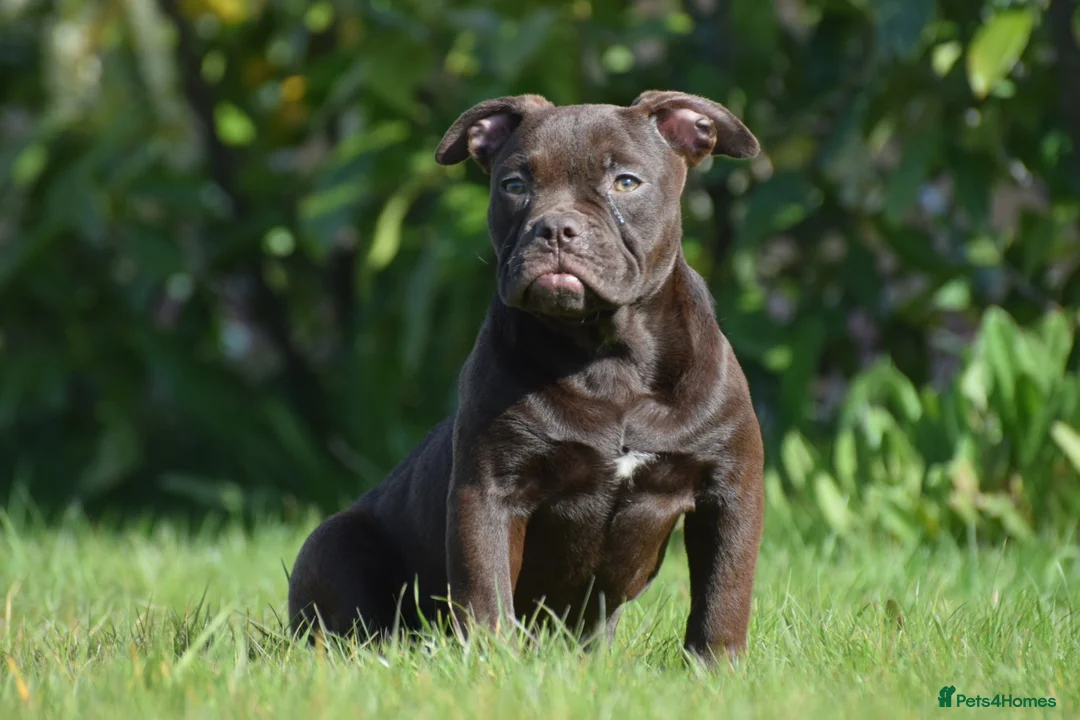 Old Tyme Bulldog dogs for sale: 23 years 5⭐️Rated Licensed professionals  - Advert 1