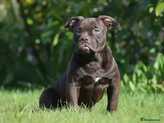 Old Tyme Bulldog dogs 23 years 5⭐️Rated Licensed professionals - Advert 9