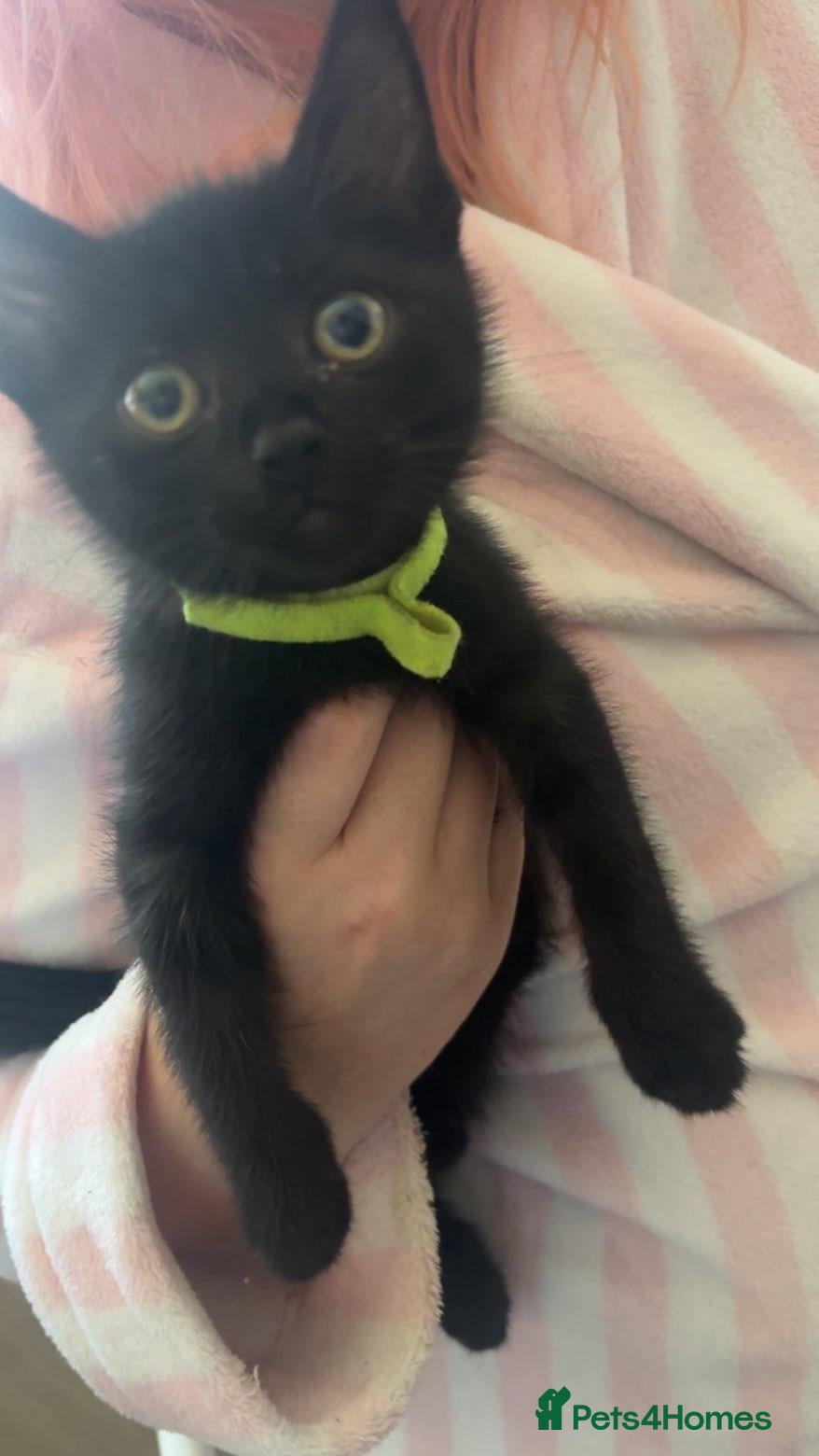 Mixed Breed cats One male and one female kitten - Advert 3