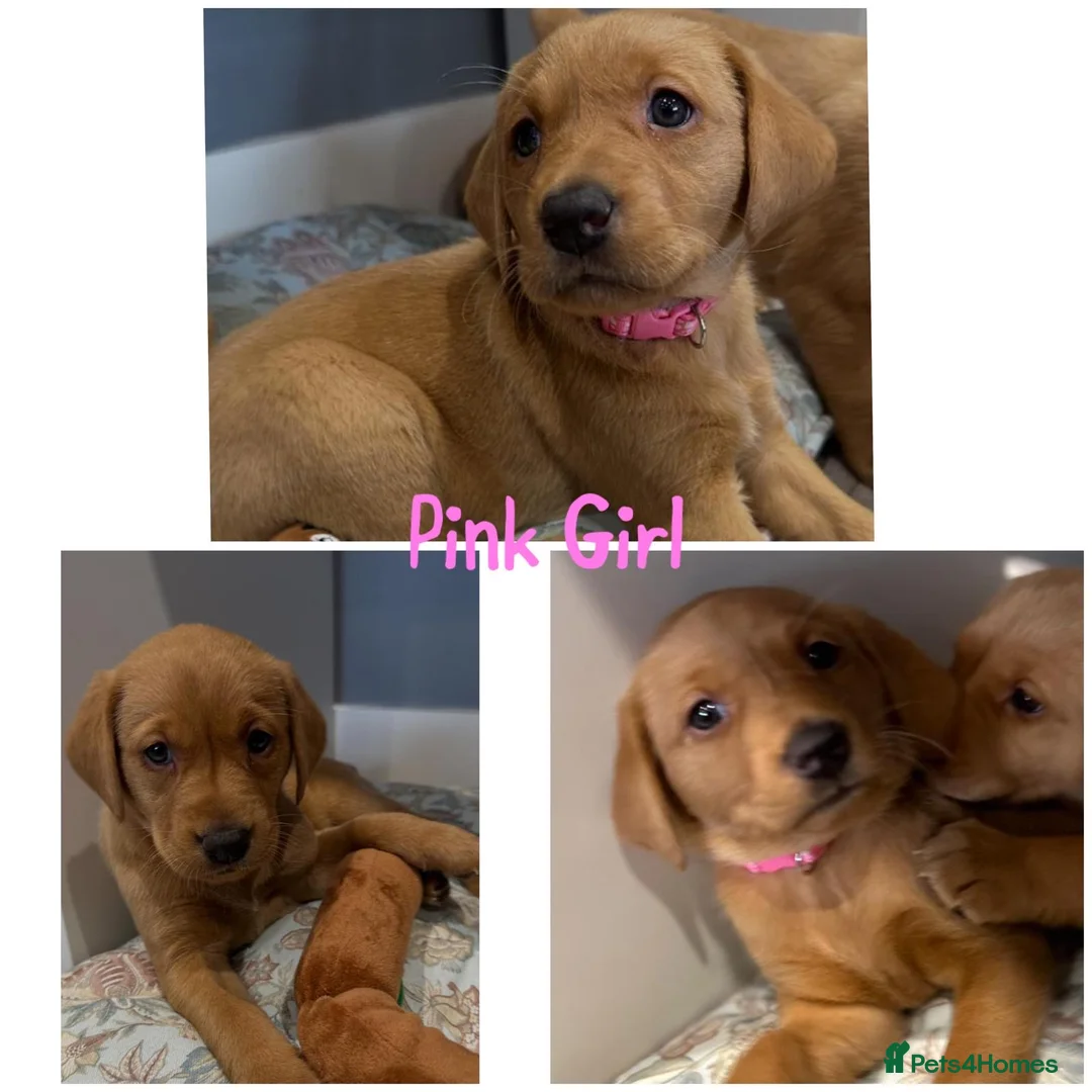 Labrador Retriever dogs for sale: Gorgeous Labrador Retriever Puppies  - Advert 5