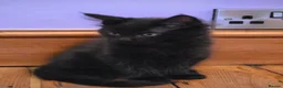 Maine Coon cats for sale: Pedigree Pure TICA Registered Maine Coon Kittens - Advert 6