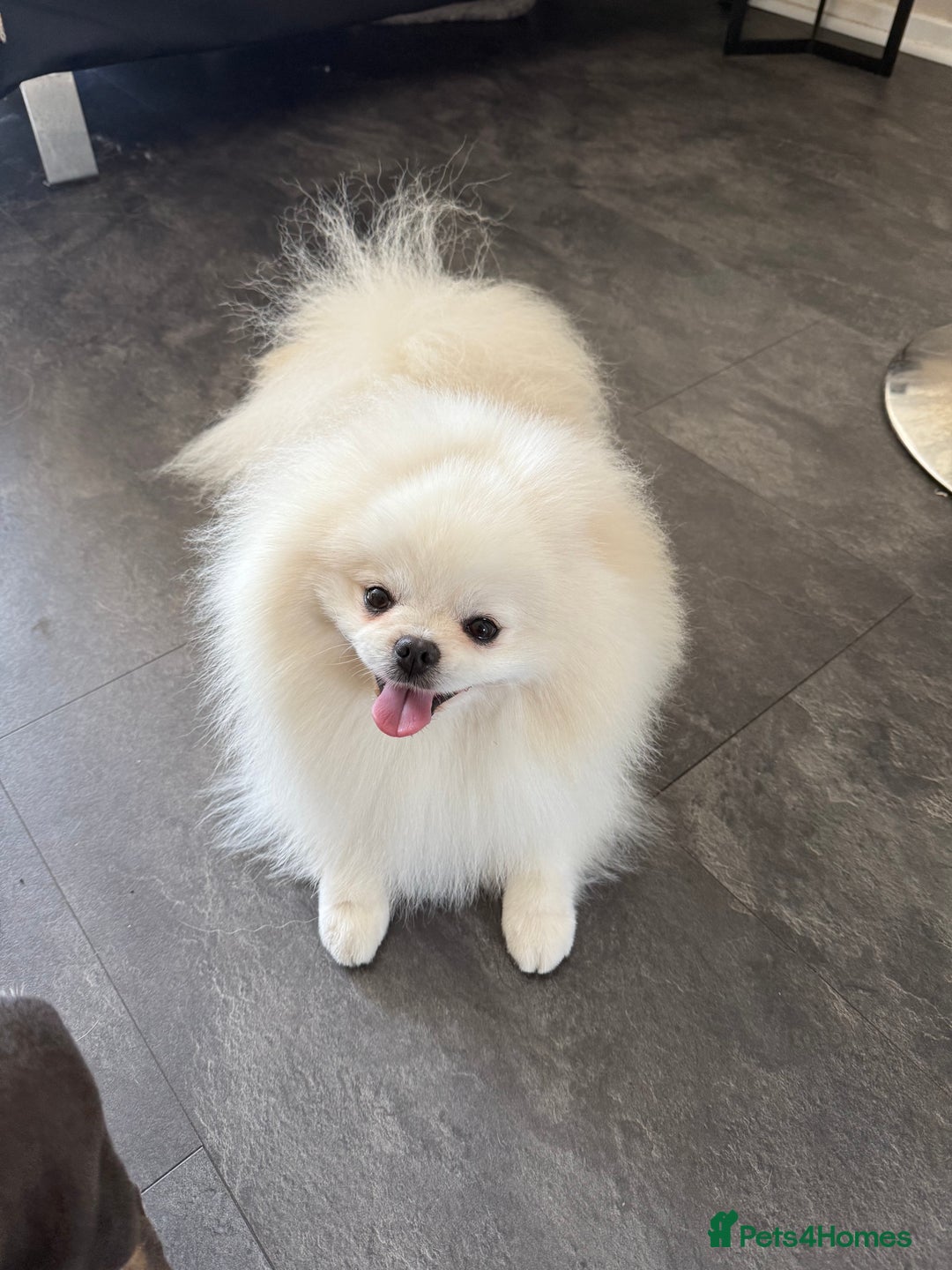 Pomeranian dogs for stud: Stud only. Bear Face, double coat, KC reg £450 - Advert 6