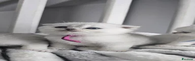 Scottish Fold pink