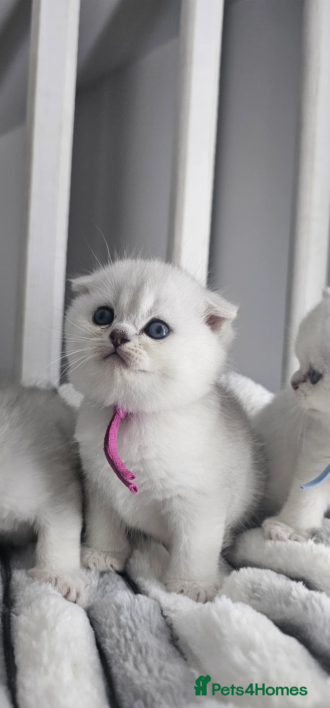 Scottish Fold cats for sale: Scottish fold/straight kittens - Advert 2