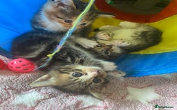 British Longhair cats for sale: 4 Beautiful tabby kittens - Image 20