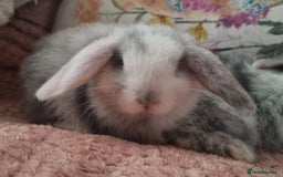 Mini Lop rabbits for sale: Trained French x Mini Lop Bunnies. Please Read! - Image 4