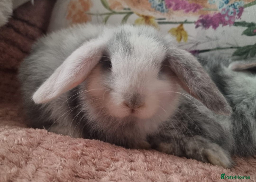 Mini Lop rabbits for sale: Trained French x Mini Lop Bunnies. Please Read! - Image 4