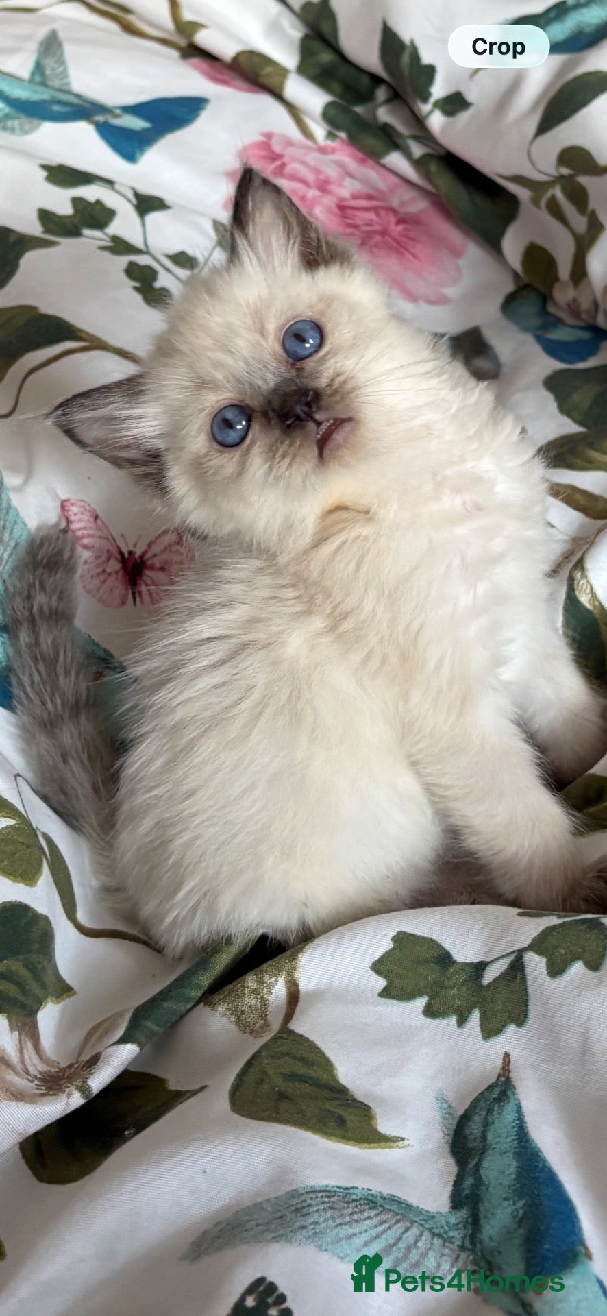Ragdoll cats 🌺 Exceptional GCCF Babies 🌺 - Advert 3