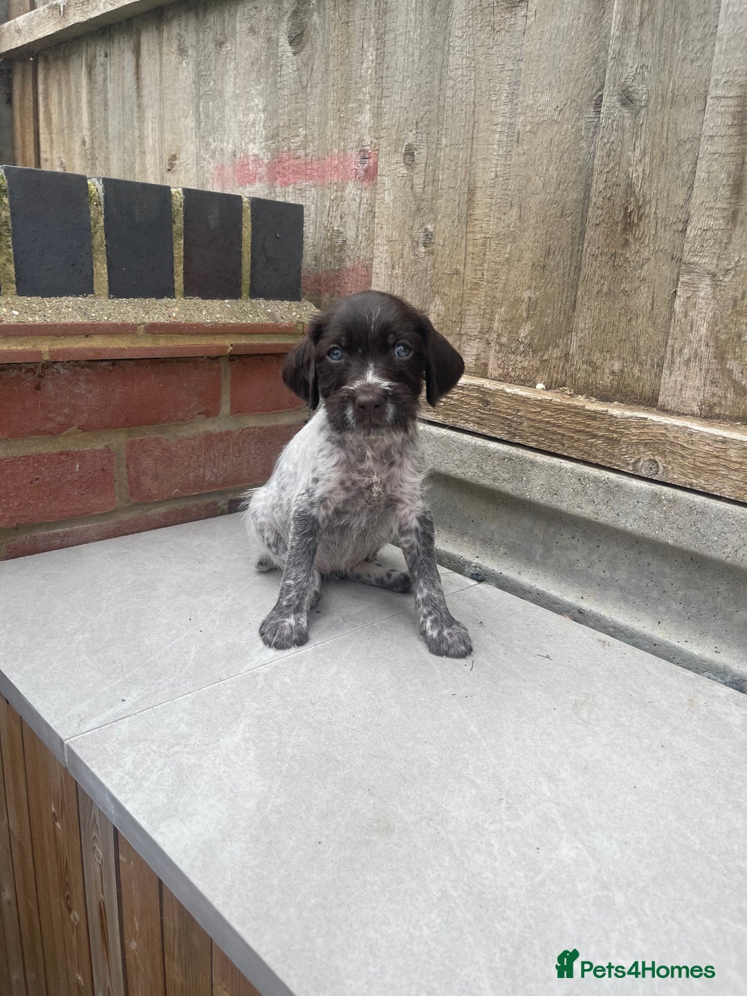 Mixed Breed dogs for sale: English springer spaniel X wire-haired pointer pup - Image 6