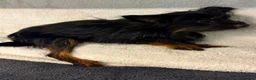 Yorkshire Terrier dogs for adoption: SCOUT – Tiny Yorkshire Terrier - Advert 4