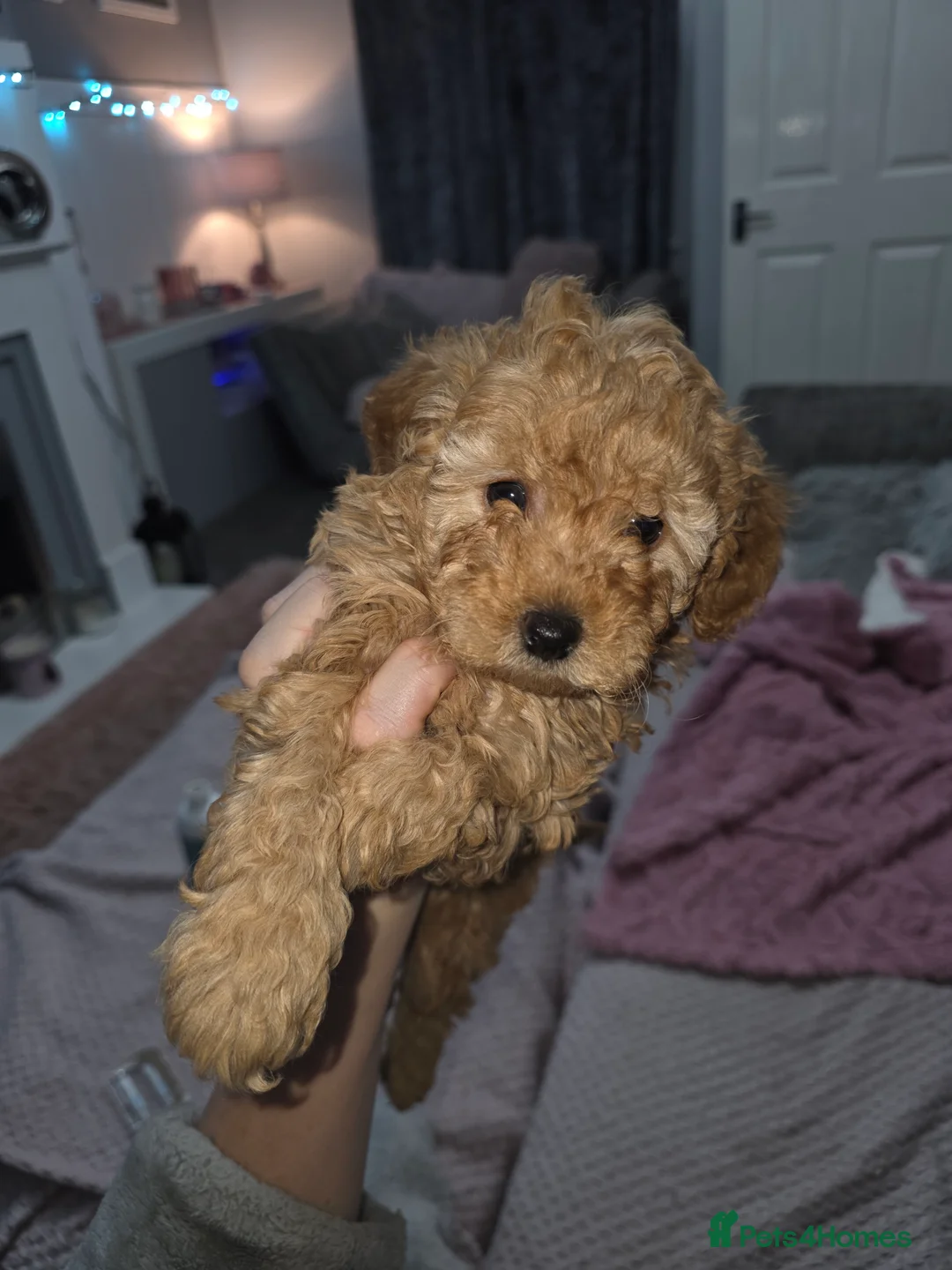 Poochon dogs for sale: Poochon puppies - Advert 10