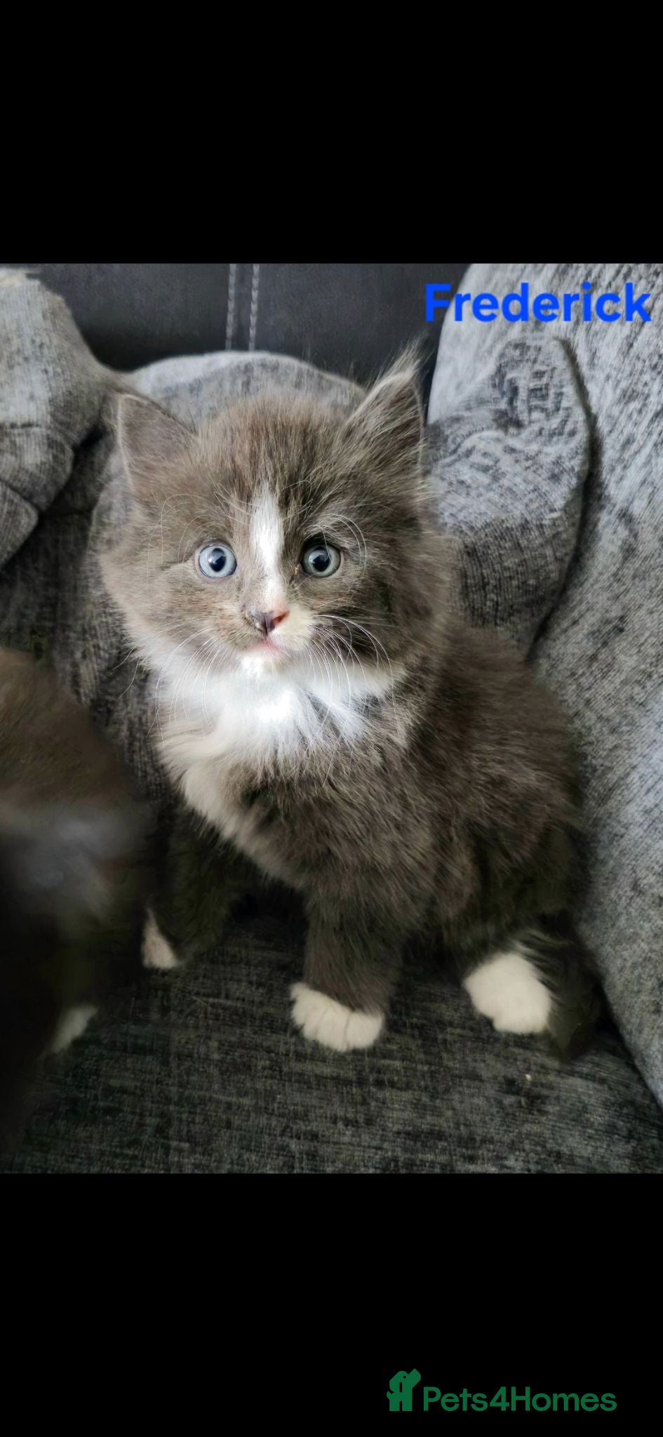 Mixed Breed cats 5 beautiful friendly kittens - Advert 1