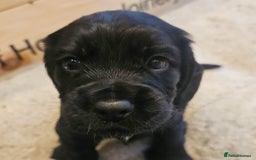 Cocker Spaniel dogs for sale: Cocker spaniel pups - Image 4