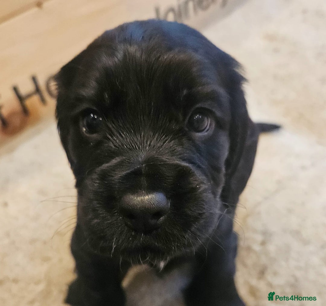 Cocker Spaniel dogs for sale: Cocker spaniel pups - Image 4