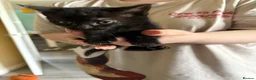 Mixed Breed cats for sale: Little black kitty’s - Advert 7