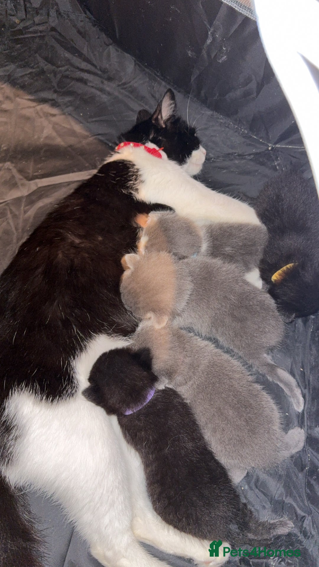 Mixed Breed cats for sale: mixed breed kittens for sale - Image 9