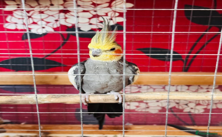 Cockatiels birds - Advert 2