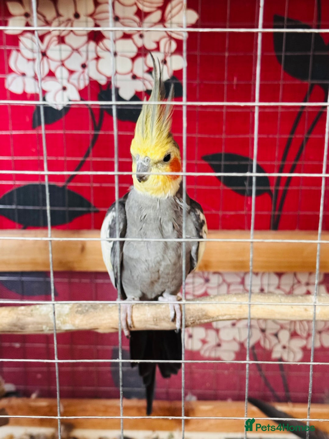 Cockatiels birds for sale: Cockatiel for sale - Image 1