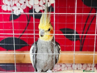 Cockatiels birds - Advert 1