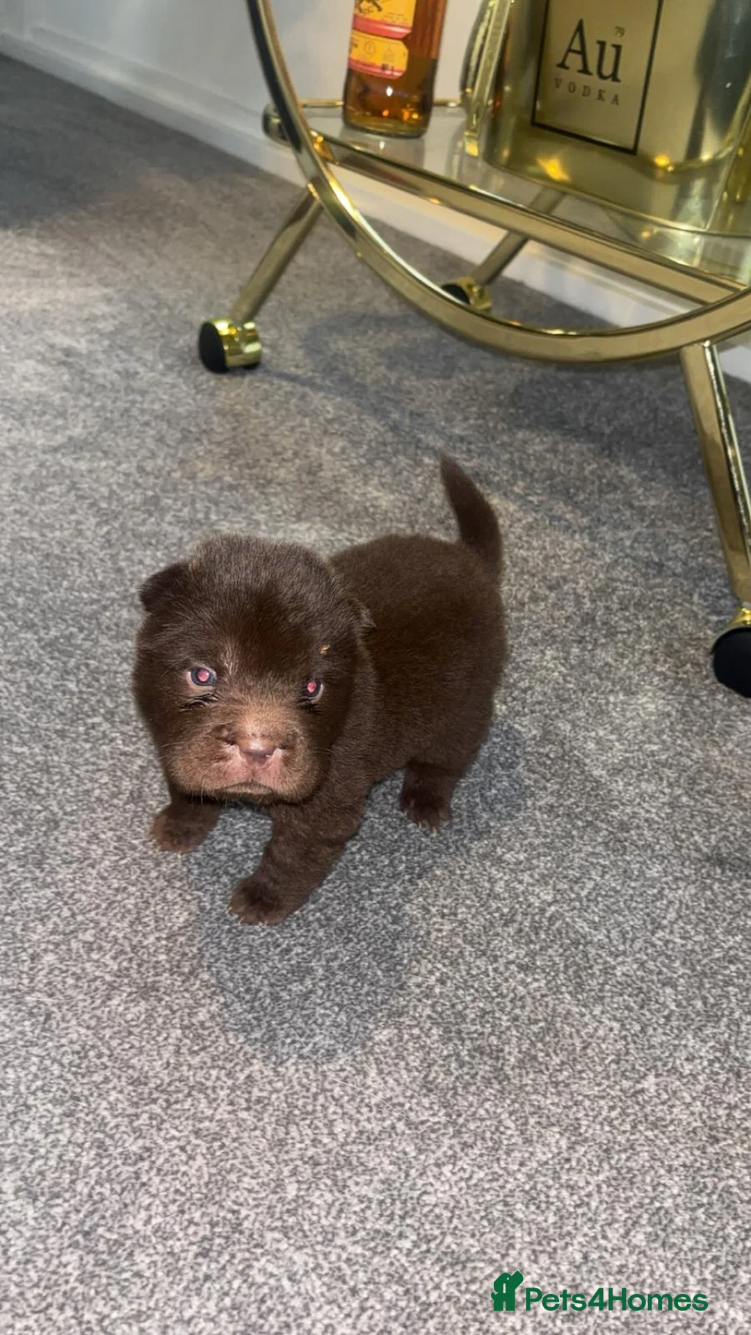 Shar Pei dogs for sale: Top quality choc and tan bear coat sharpies - Advert 30