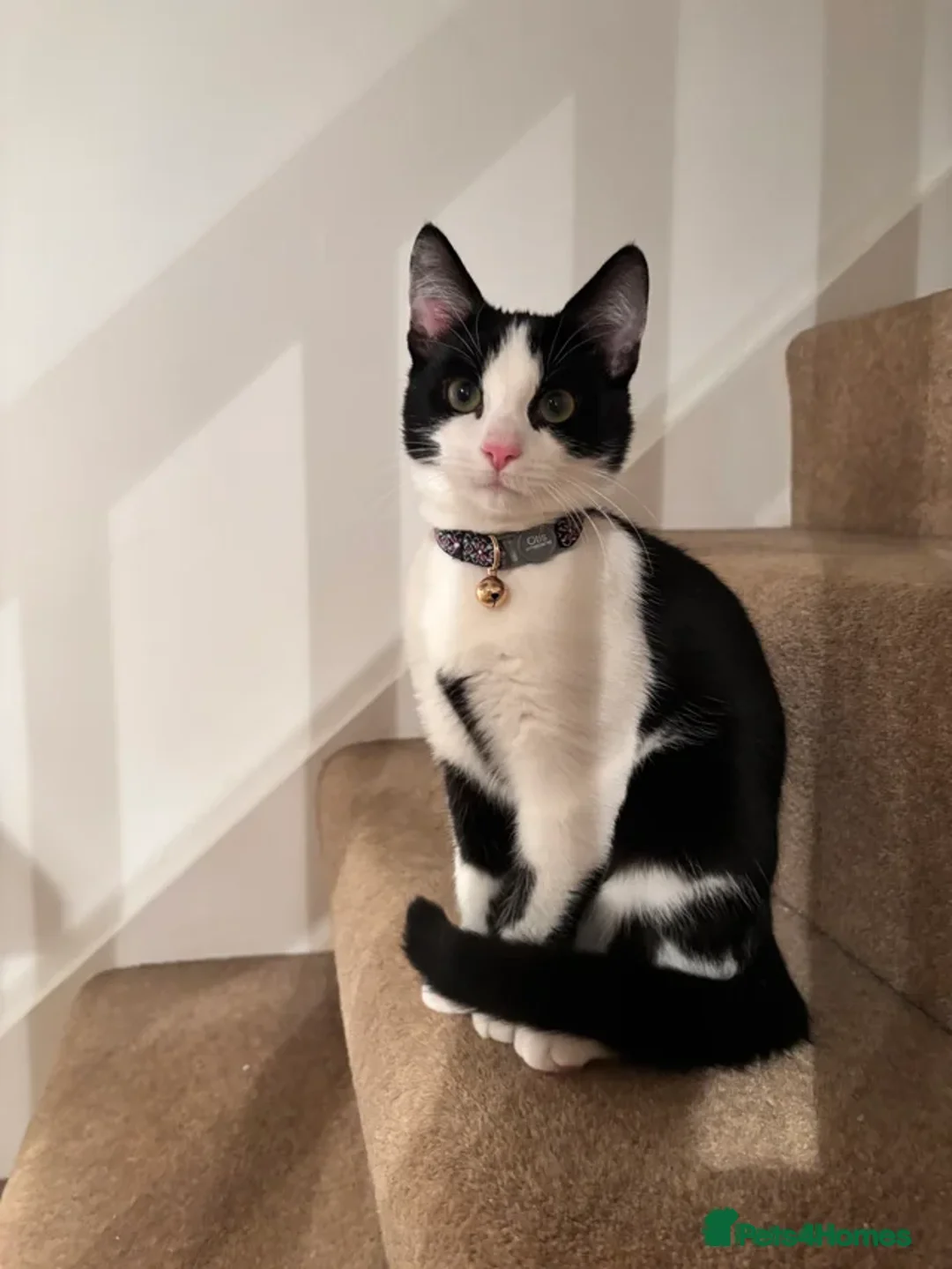 Domestic Shorthair cats for sale: Tuxedo 9 Month Cat Boy For Sale  - Advert 6