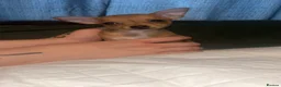Chihuahua dogs for sale: Apple head  **  chihuahuas  - Advert 4