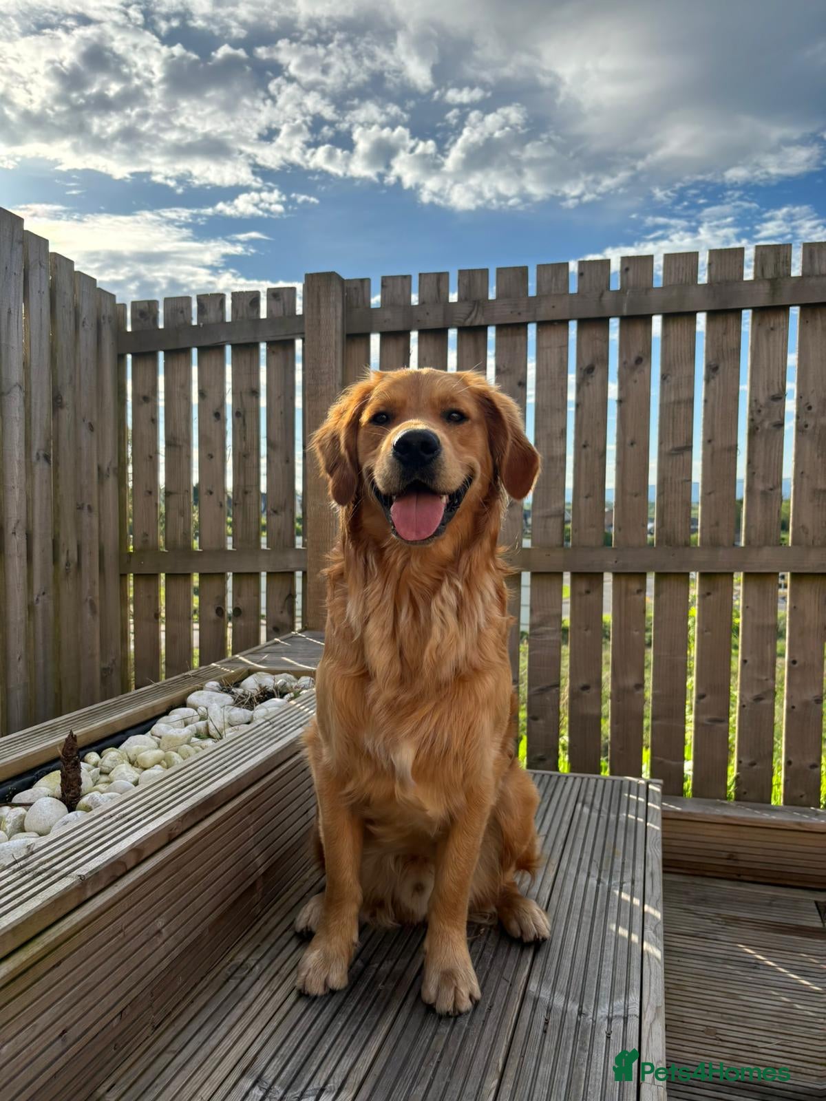 Golden Retriever dogs Beau - Stunning Golden Retriever for Stud Glasgow in Glenboig - Advert 1