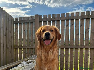 Golden Retriever dogs Beau - Stunning Golden Retriever for Stud Glasgow in Glenboig - Advert 1