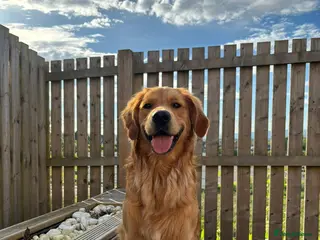 Golden Retriever dogs Beau - Stunning Golden Retriever for Stud Glasgow in Glenboig - Advert 2