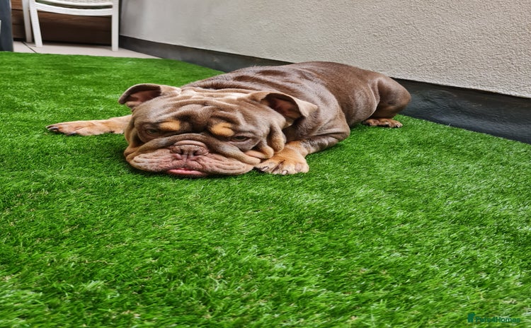 English Bulldog dogs - Advert 3