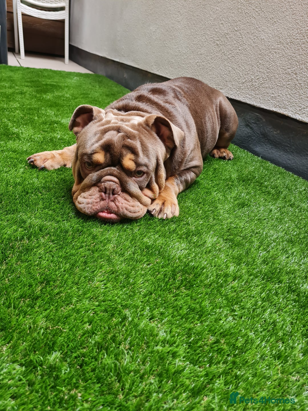 English Bulldog dogs for sale: GHOST - English bulldog  - Image 1