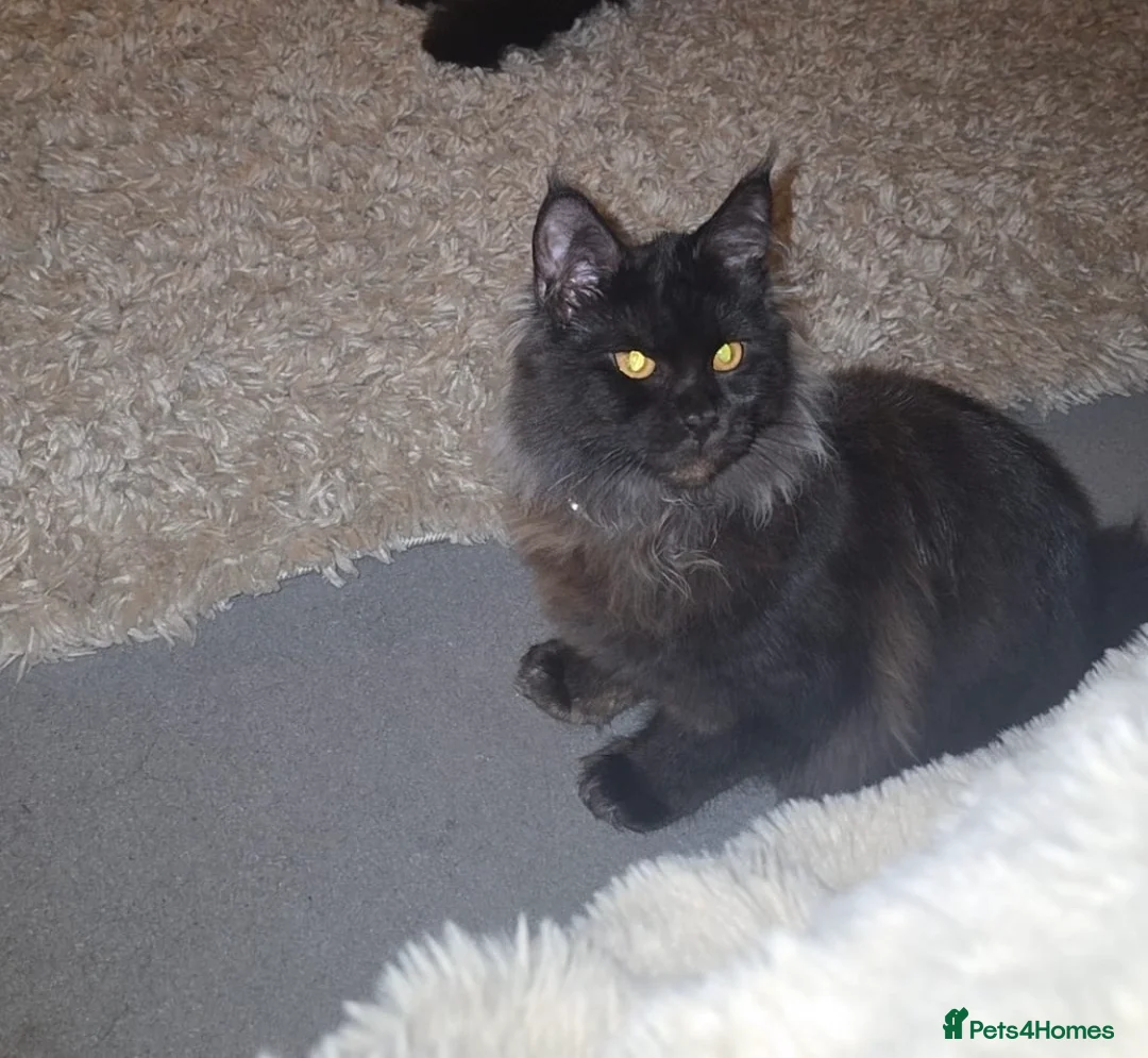 Maine Coon cats for sale: 8 month Maine coon girl  - Advert 2