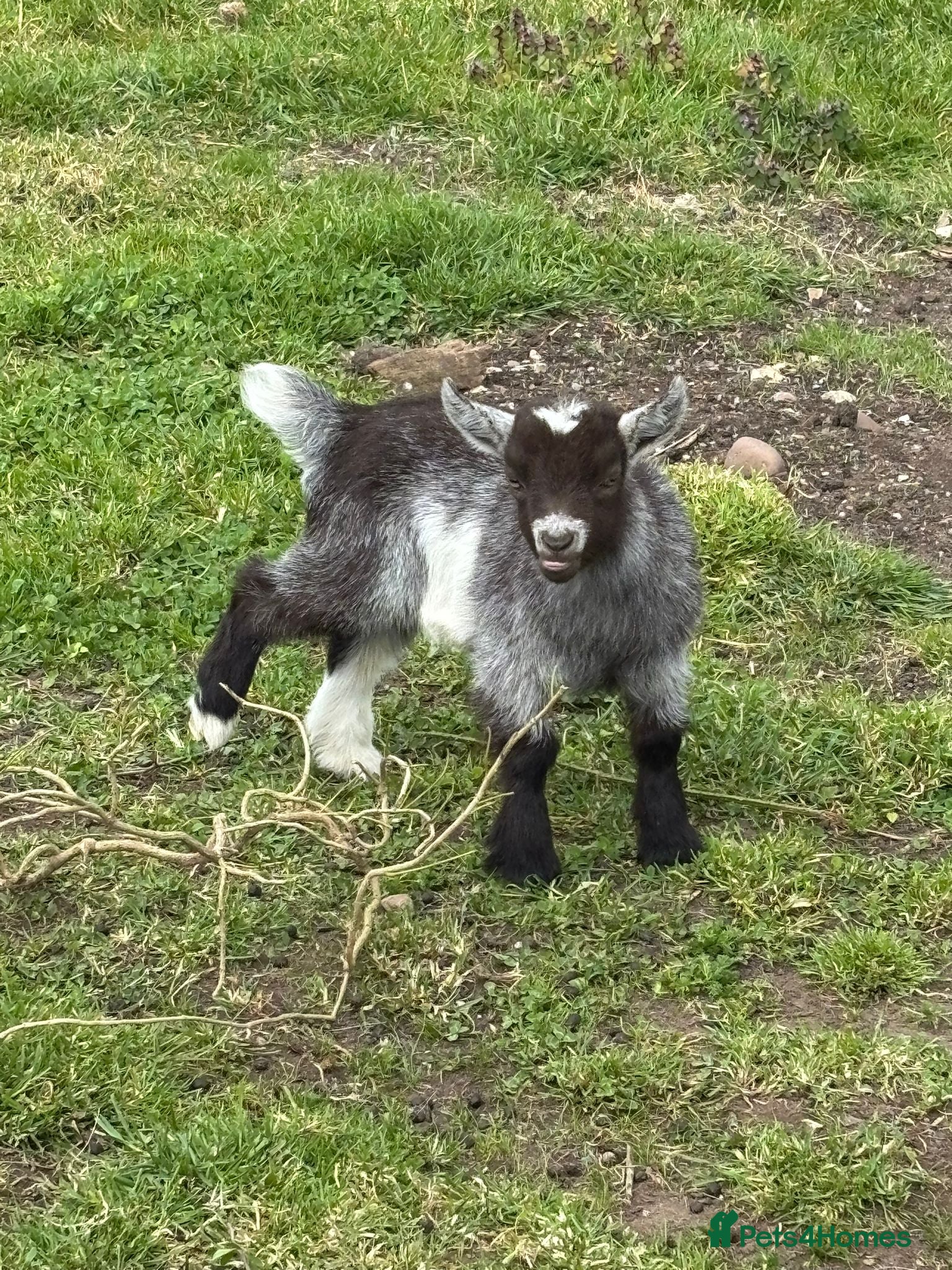 Goats livestock Small pygmy goat  - Advert 1