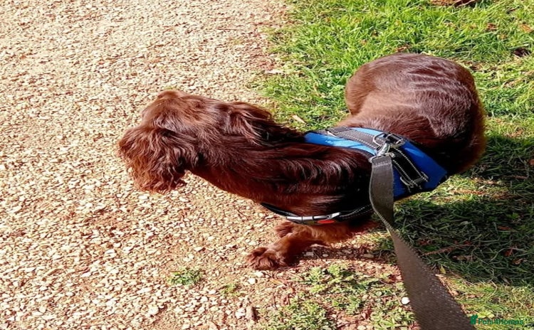 Cocker Spaniel dogs - Advert 7