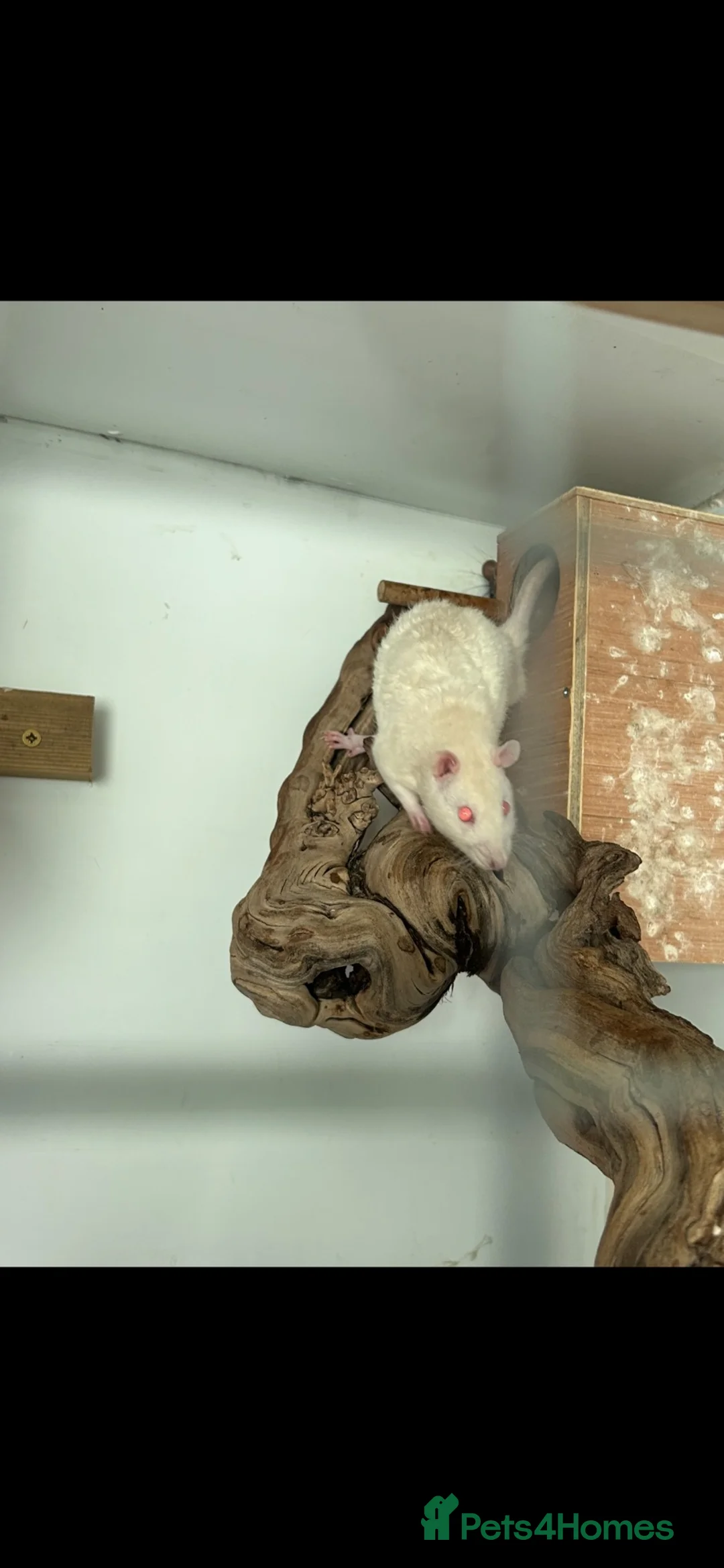 Rat rodents for sale: 4 boy rats!  in Bishop Auckland - Advert 6