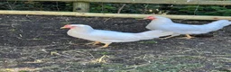 Chickens poultry for sale: Point of lay Leghorn and brown laying hens - Advert 9