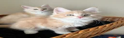 Maine Coon cats for sale: GCCF pedigree female Maine Coon kittens  - Advert 7