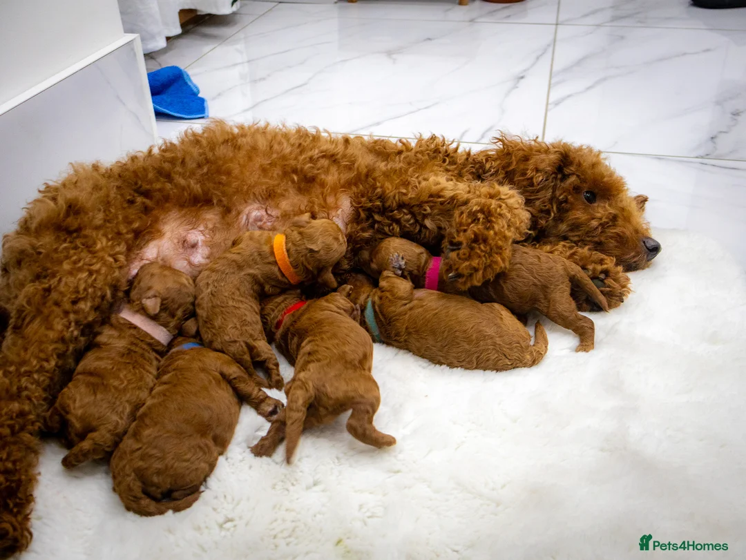 Toy Poodle dogs for sale: Beautiful pure red toy poodle puppies for sale - Advert 2
