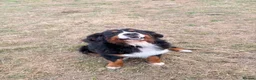 Bernese Mountain Dog dogs for stud: Big chunky Bernese for stud KC and health tested  - Advert 4