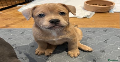 Mixed Breed dogs - Advert 11
