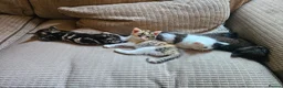 Mixed Breed cats for sale: Mixture of Colour kittens in Birmingham - Advert 4