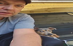 Jack Russell dogs for stud: DENZEL - Image 8