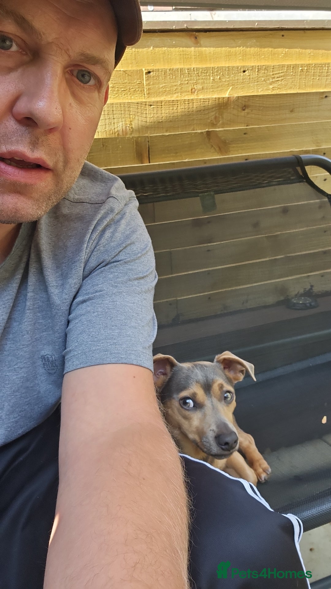 Jack Russell dogs for stud: DENZEL - Image 8