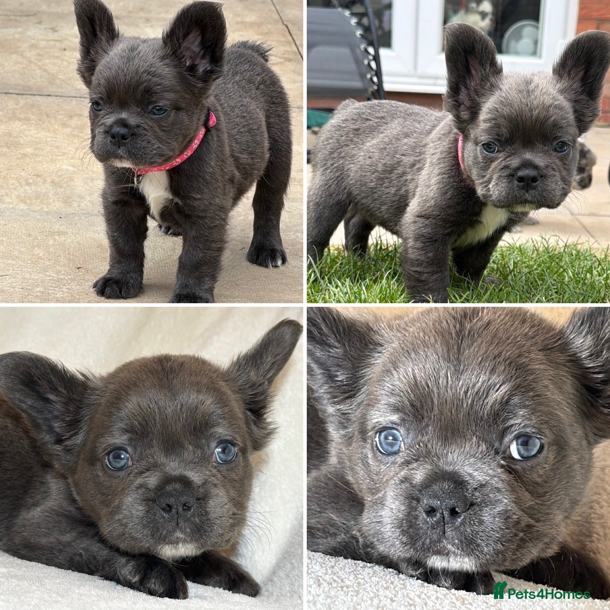 French Bulldog dogs Reduced 🫶🏽 DwKC reg French bull dogs  - Advert 2