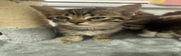 Mixed Breed cats for sale: 🐾 5 Beautiful Kittens Looking for Loving Homes 🐾 - Advert 8