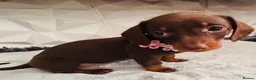 Miniature Dachshund dogs for sale: 🌟🌟Beautiful tan/fawn miniature dachshund🌟 🌟 - Advert 15