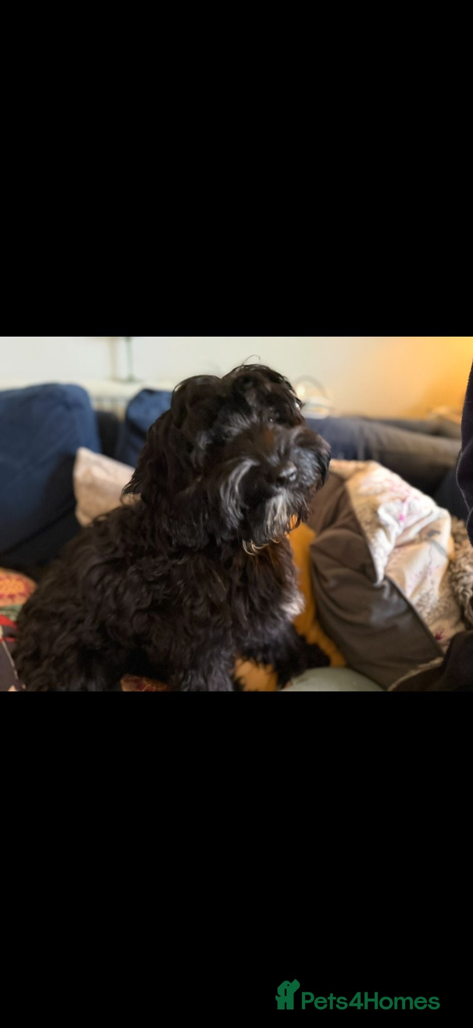 Cavapoo dogs for sale: Adorable F1 Cavapoo girl. Fully health tested. - Advert 2