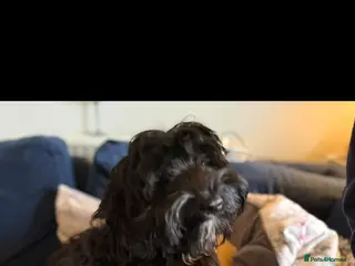 Cavapoo dogs for sale: Adorable F1 Cavapoo girl. Fully health tested. - Advert 2