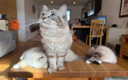 Ragdoll cats for sale: Ragdoll Kittens for Sale - Image 37